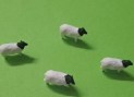 DSHEEP