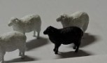 SHEEP