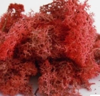 Lichen Autumn Red
