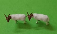 Animals Goats /Boerbokke HO